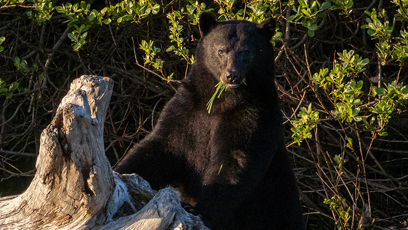 Vancouver Island Black Bear on shore