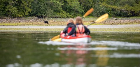 Kayak Bear watching in Tofino