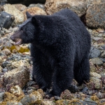 Black Bear on shore