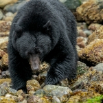 Black Bear looking for crabs